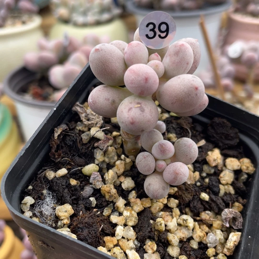 仙子奶酪多肉植物