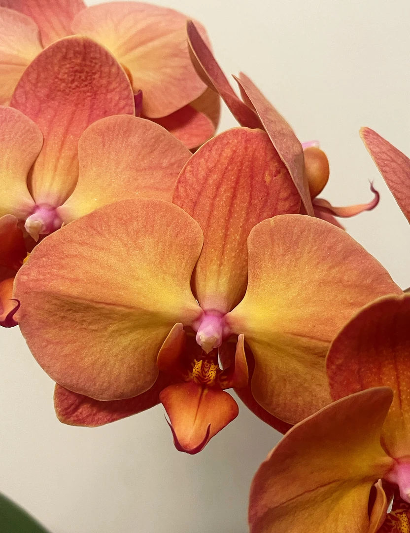 【落日宝珠】开花株 蝴蝶兰 3.0寸杯 双花剑发货