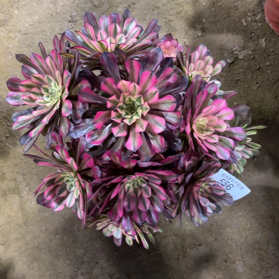 556霞光多肉植物法师