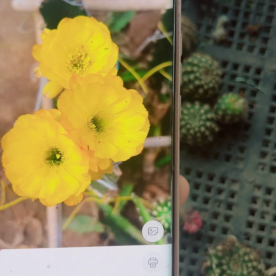 丽花黄牡丹无忧侧芽00000