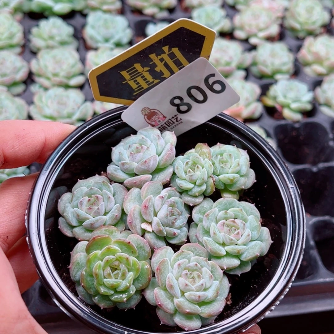 多肉植物多肉植物