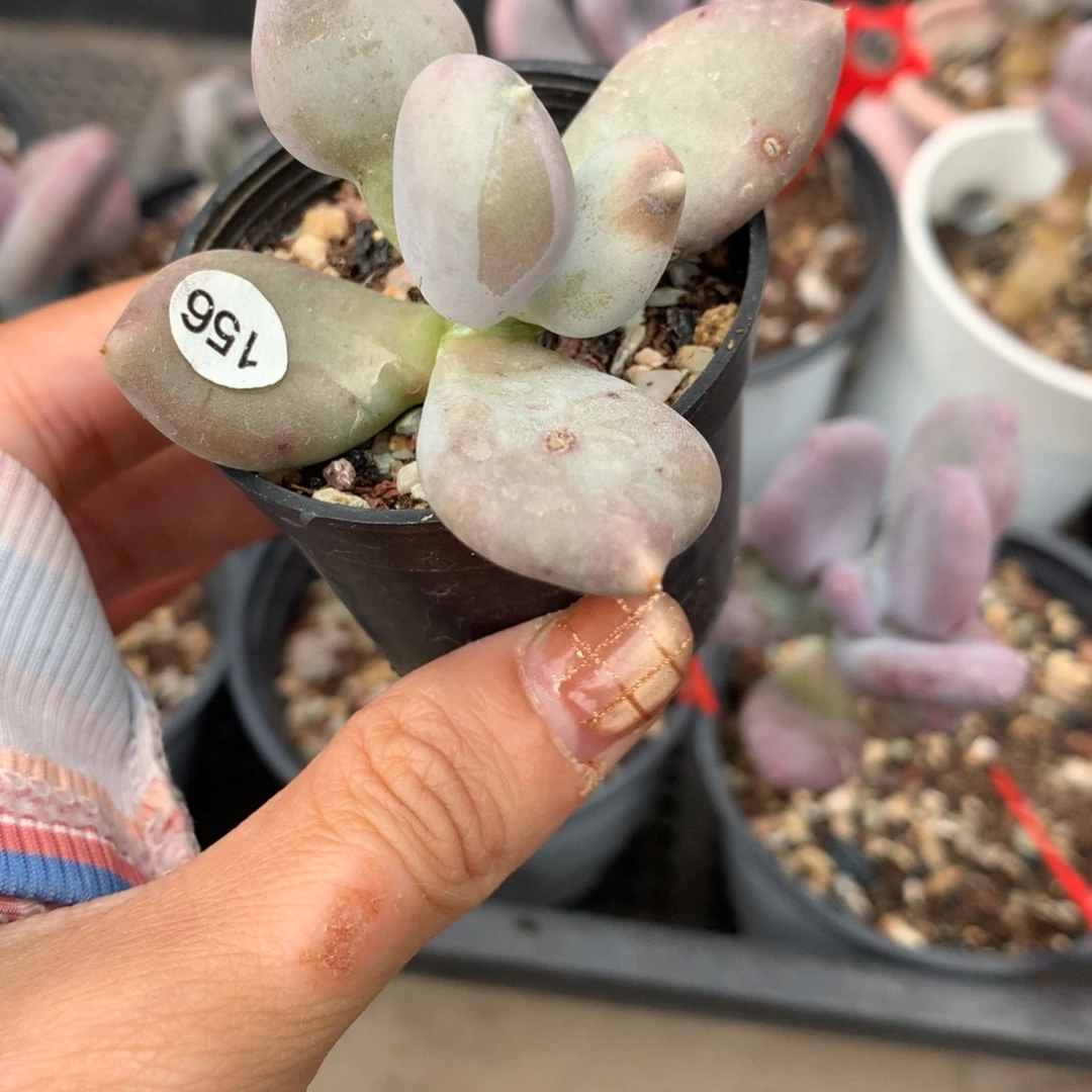 小  屁桃 瑕疵不售后不满28发到付，发一片叶，~