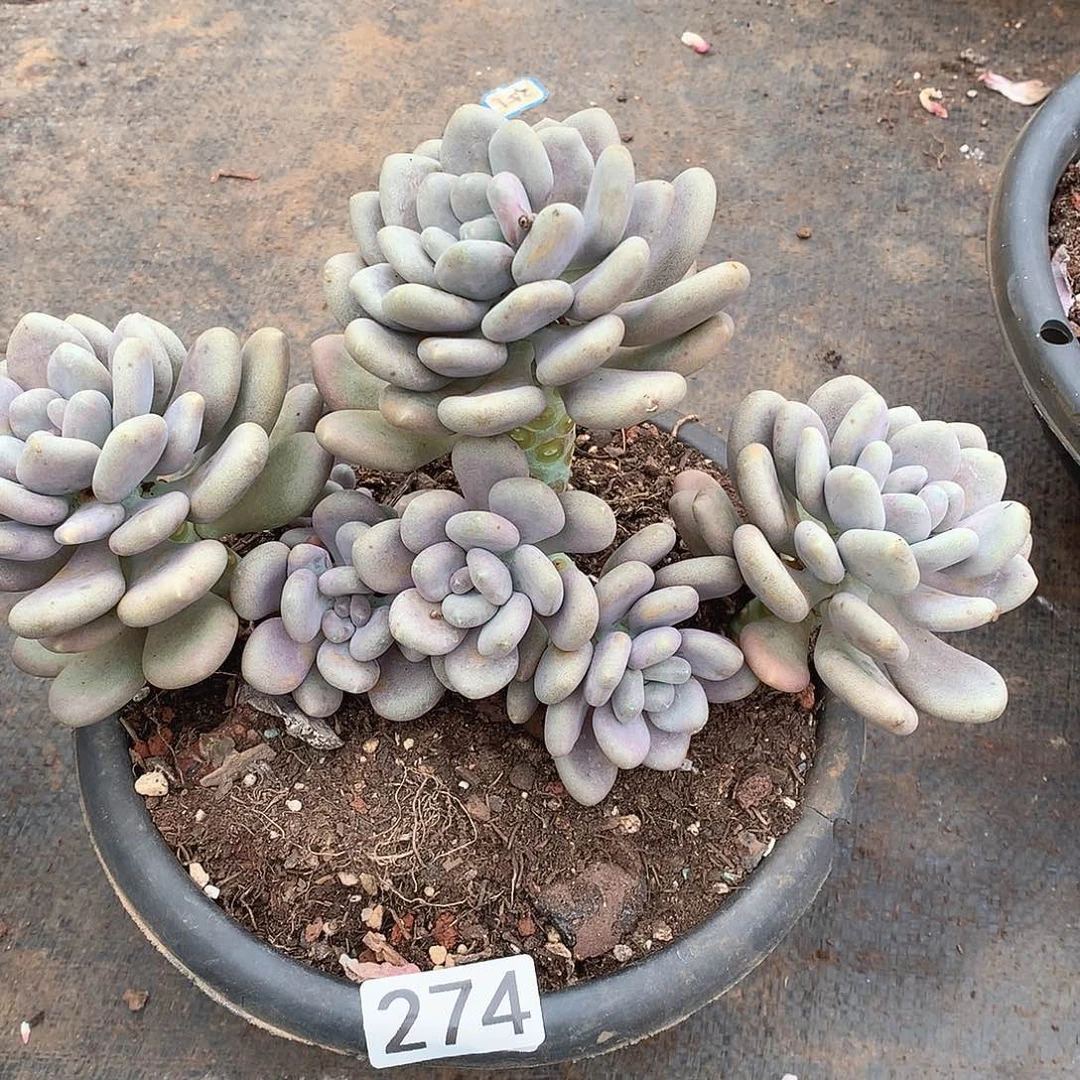 274月美人一物一拍多肉