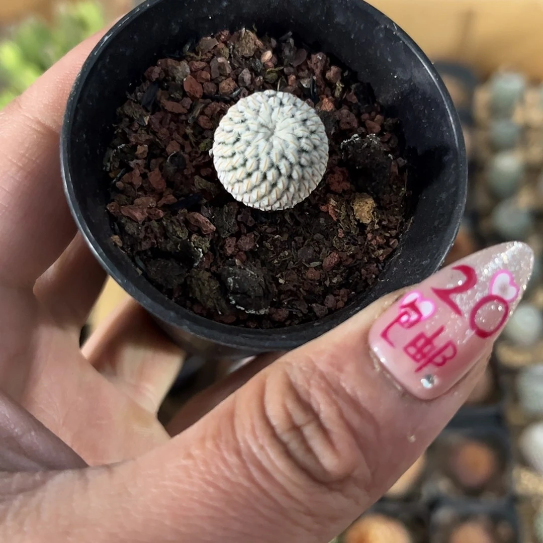 白蝎子单头发货有根发货