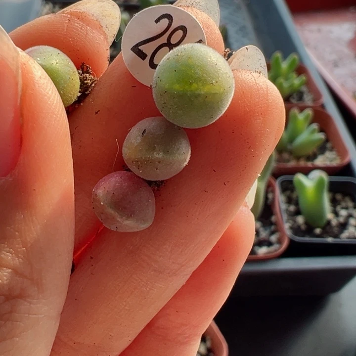 春****子281号1111111111111