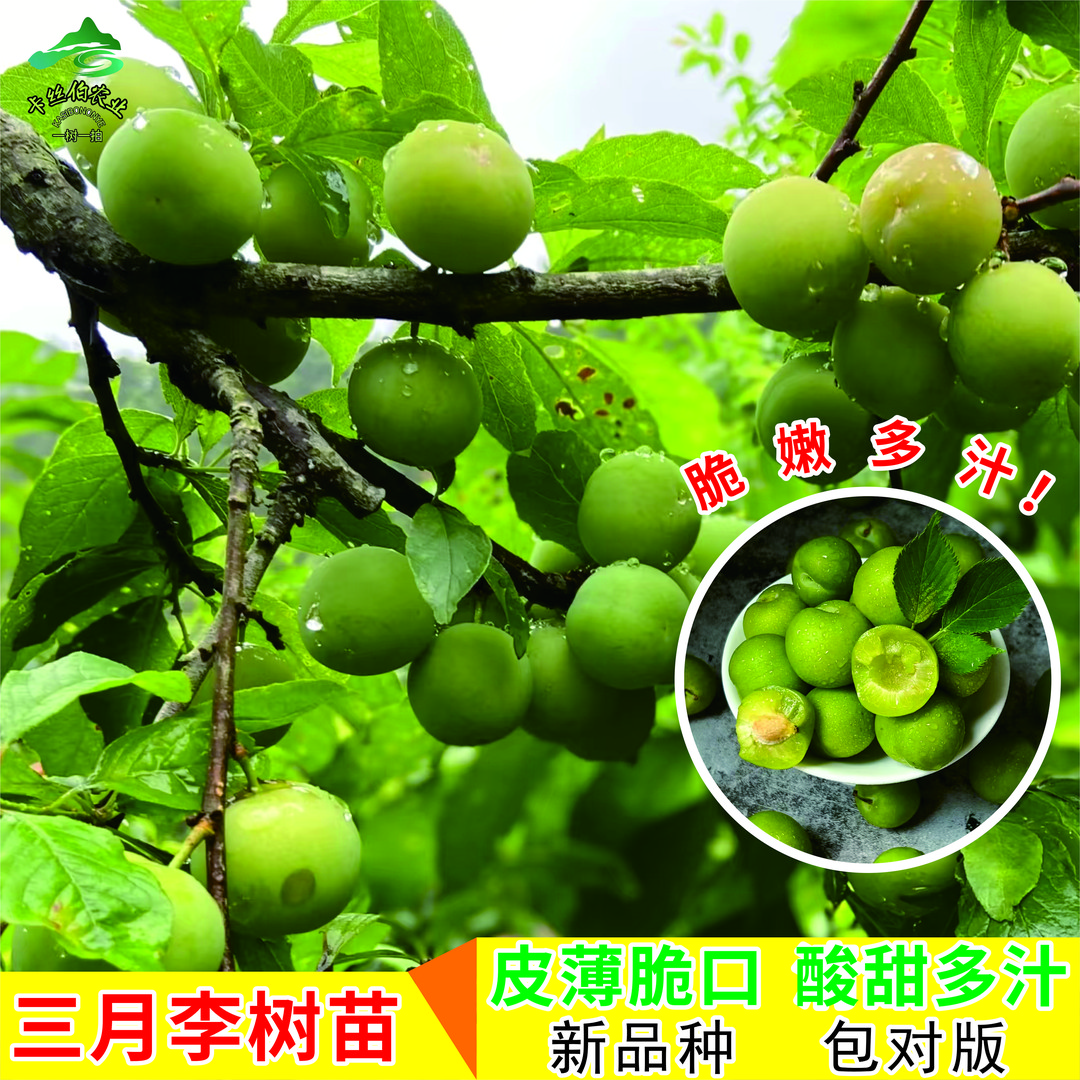 李子果树苗木三月李子两年嫁接苗清脆李子树苗可庭栽院栽地栽苗木