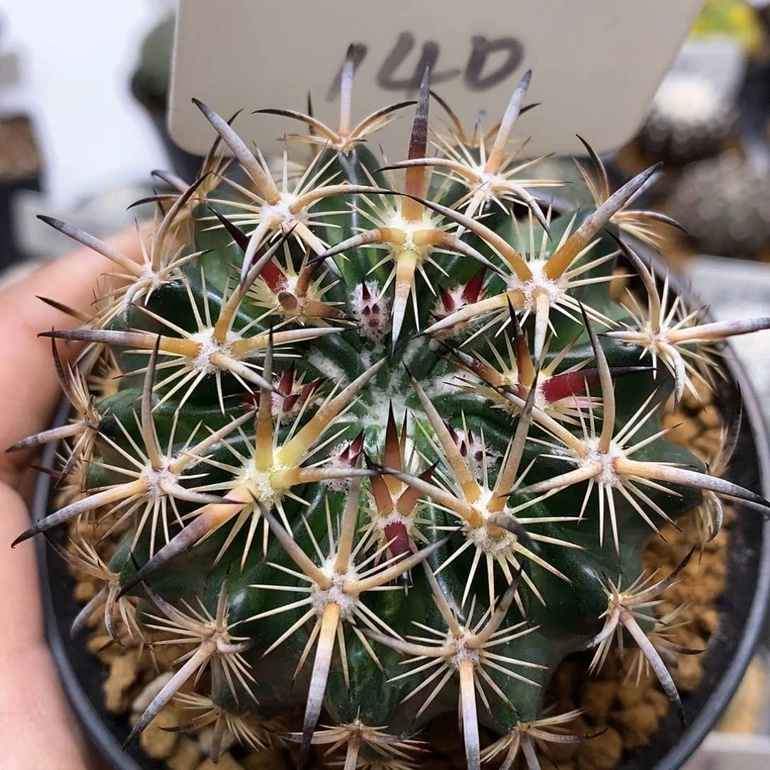 虎爪玉特价来了来喽哦