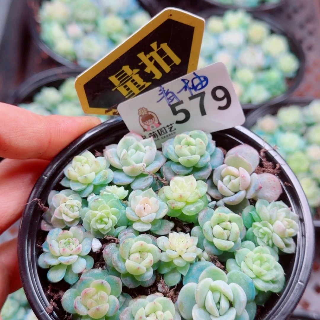 多肉植物多肉植物