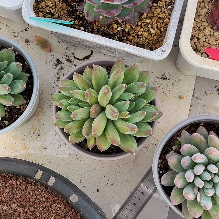 重楼多肉一物一拍