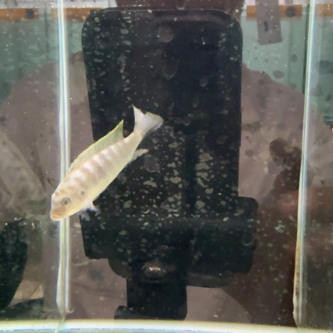 慈鲷855蓬勃斑马。