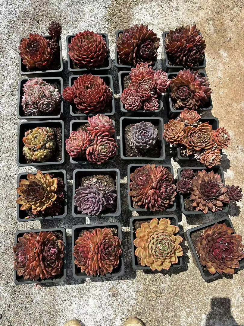 18#311宠粉盲盒多肉植物  前男友精品多肉