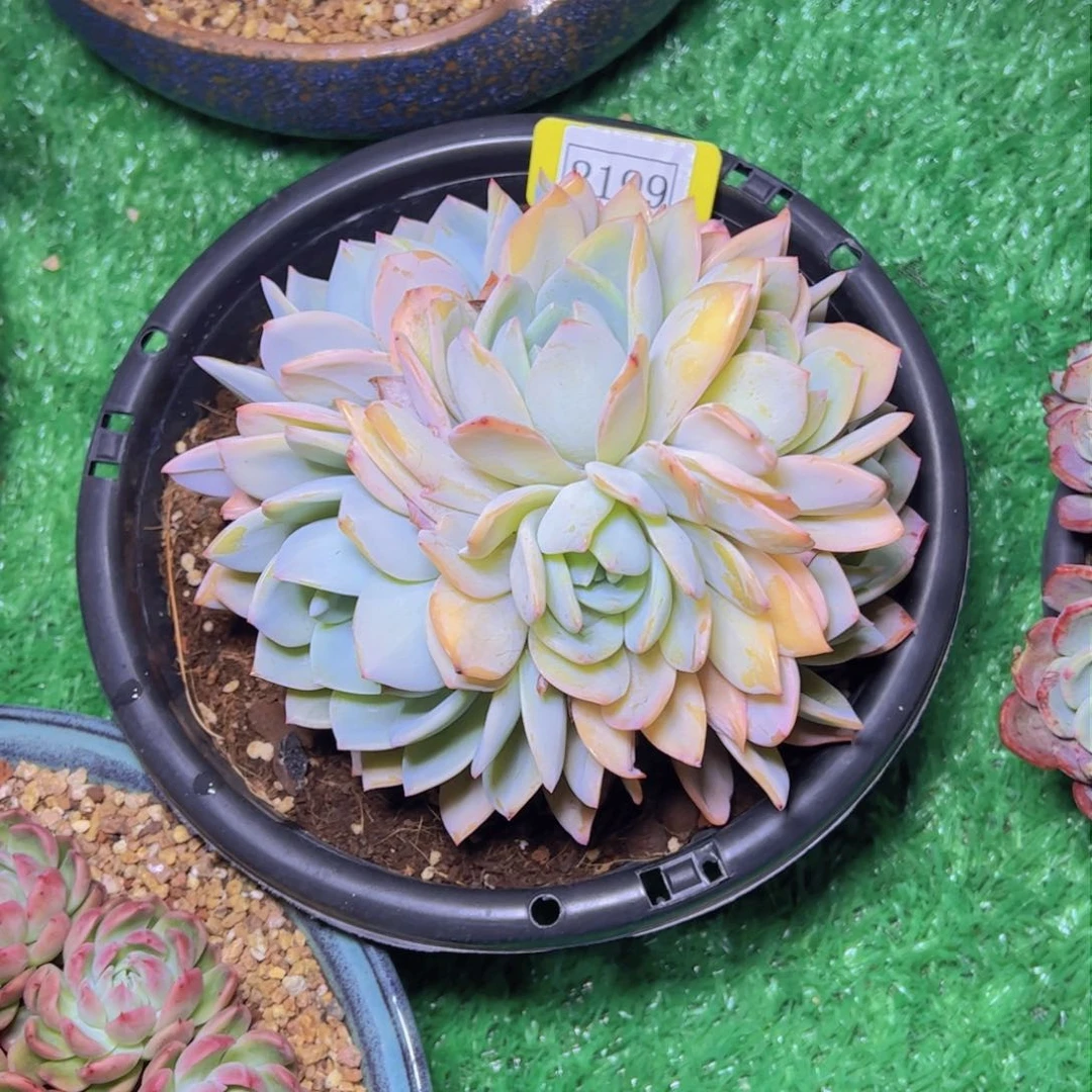 风****2凤橙2199多肉植物