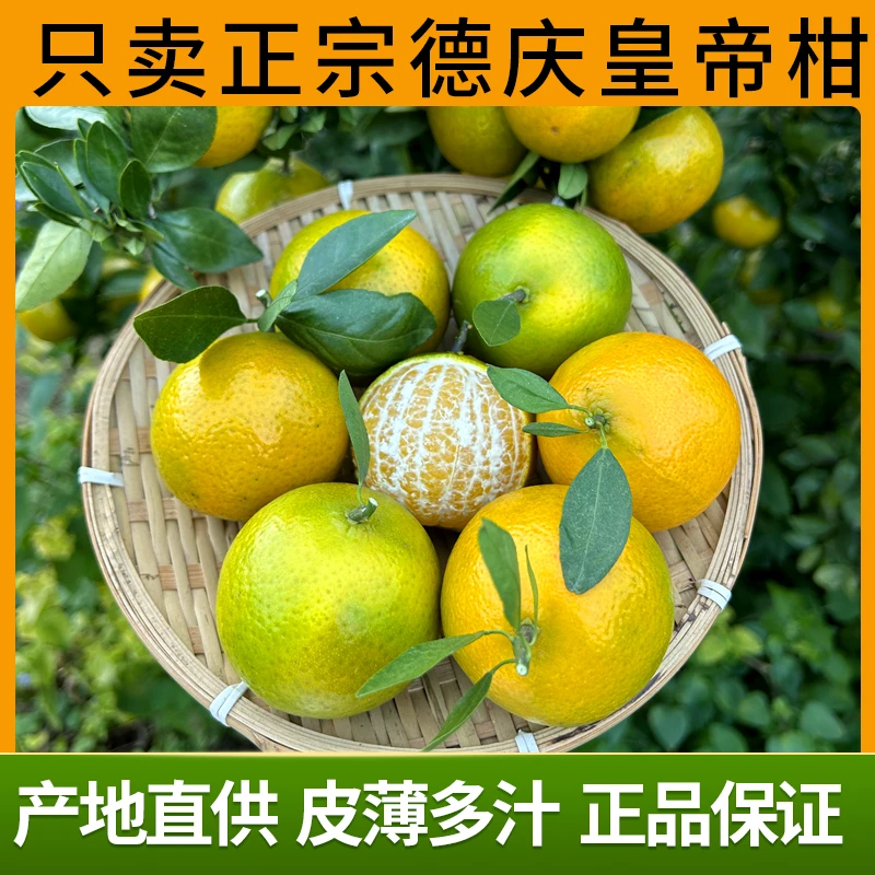 【顺丰快递】德庆皇帝柑正宗德庆贡柑广东皇帝柑桔子送礼品老树果
