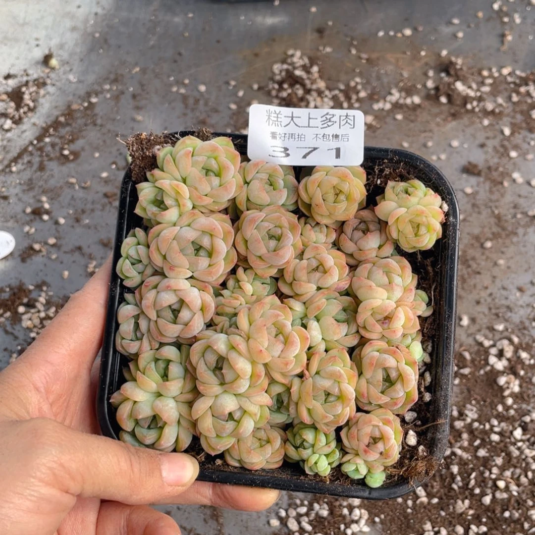 糕大上多肉植物371