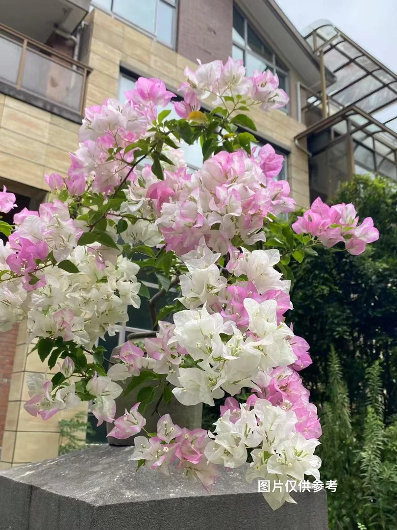 8【口红】【终身包对版】三角梅四季开花爬藤好养护【无售后】