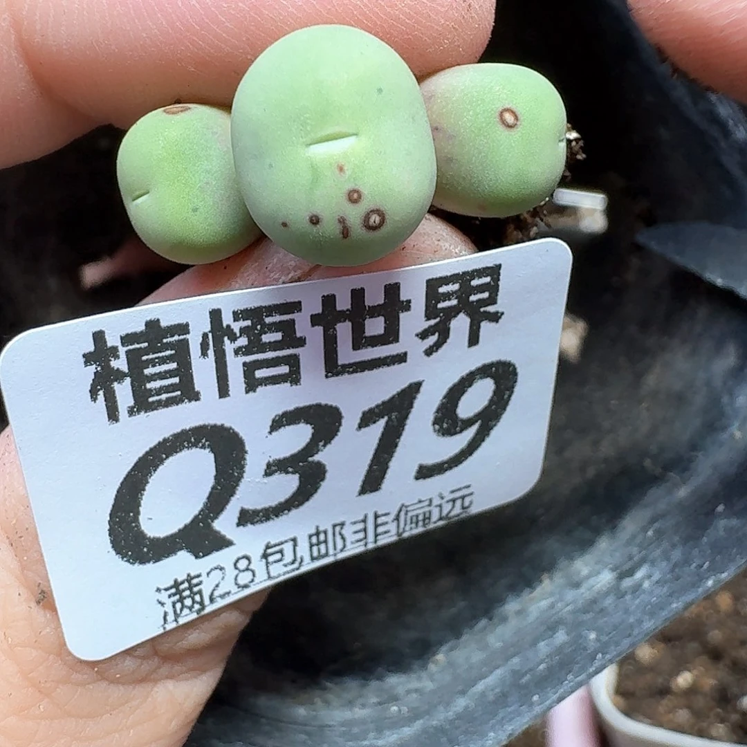 多肉W的人生的人生额分