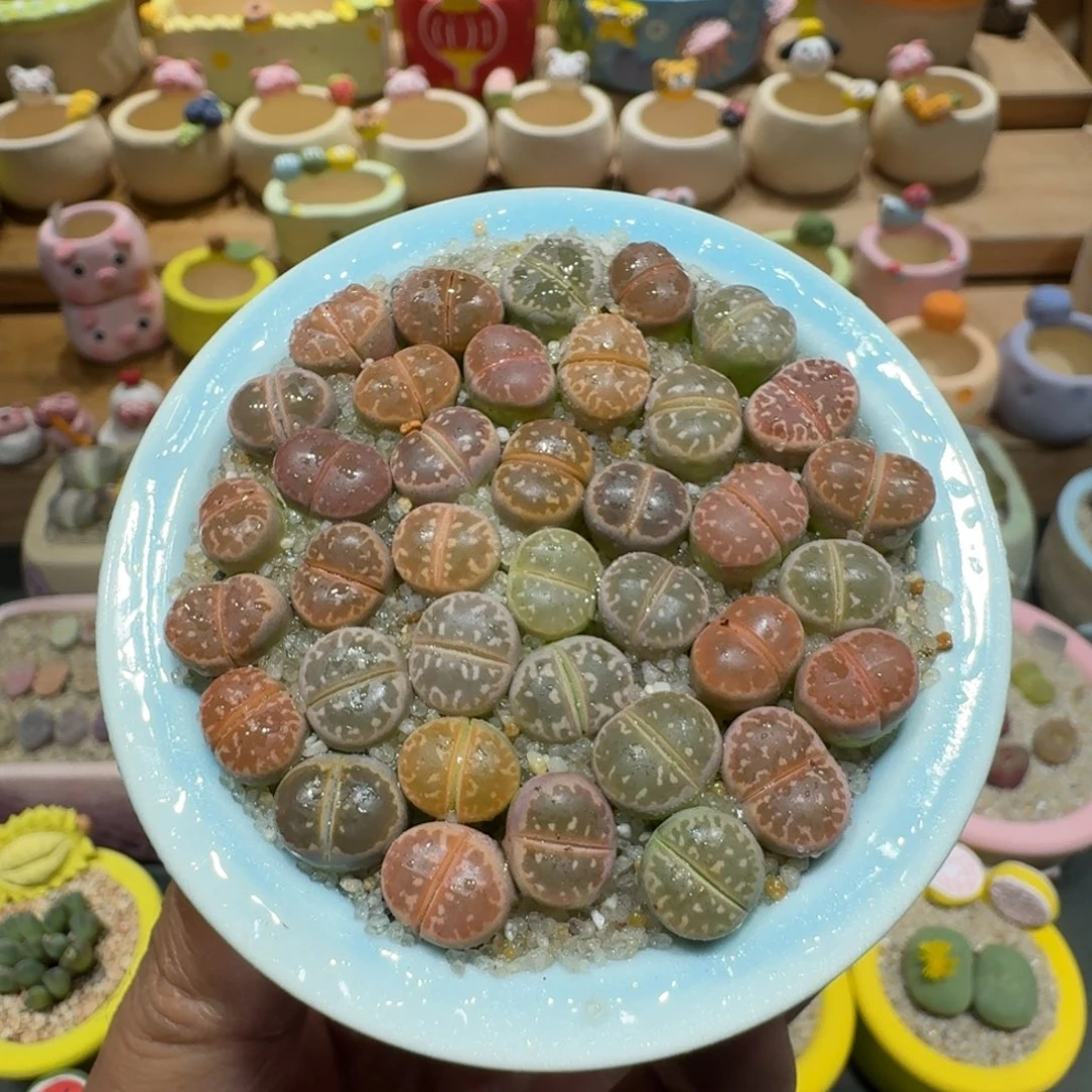 蘑菇1083橄榄彩拼多肉植物