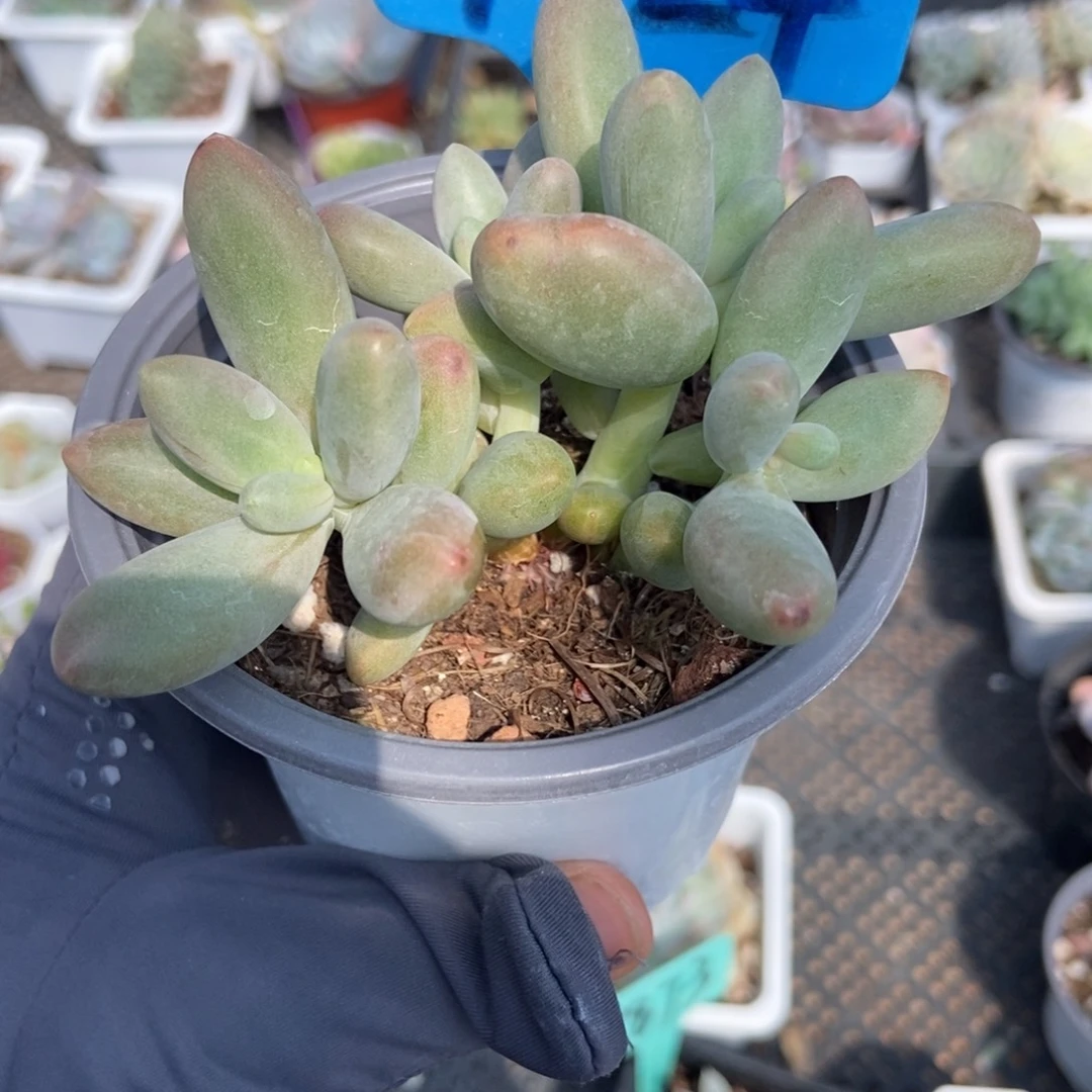 1024糖果美人多肉植物