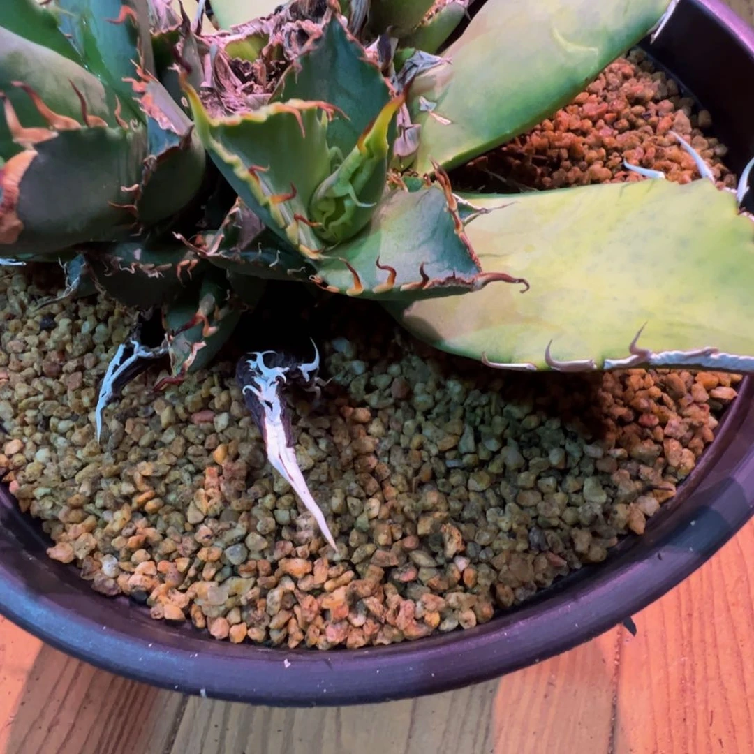 …**q龙舌兰吸血鬼芽子