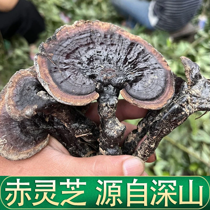 灵芝紫灵芝林芝整枝可切片泡酒黑灵芝250g