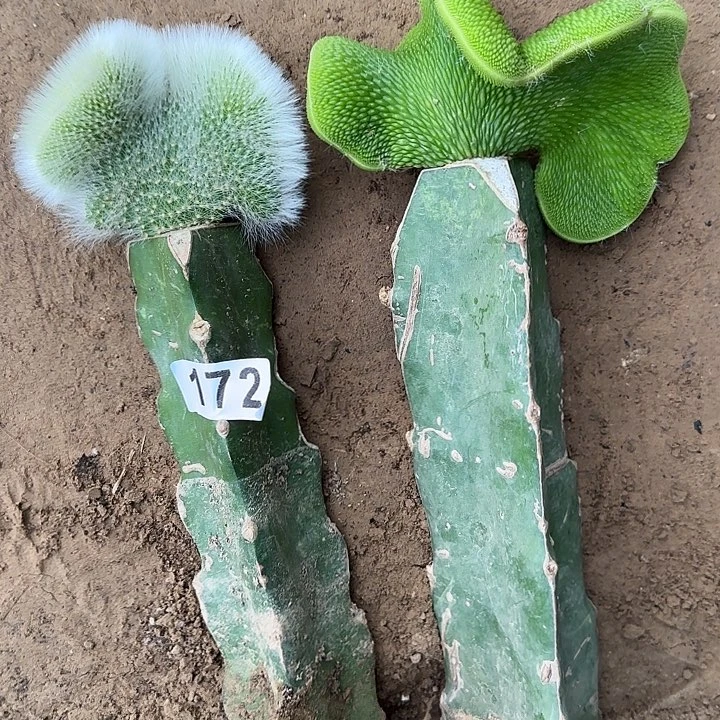 老***头无花朵嫁接青蛇缀➕九尾狐缀172