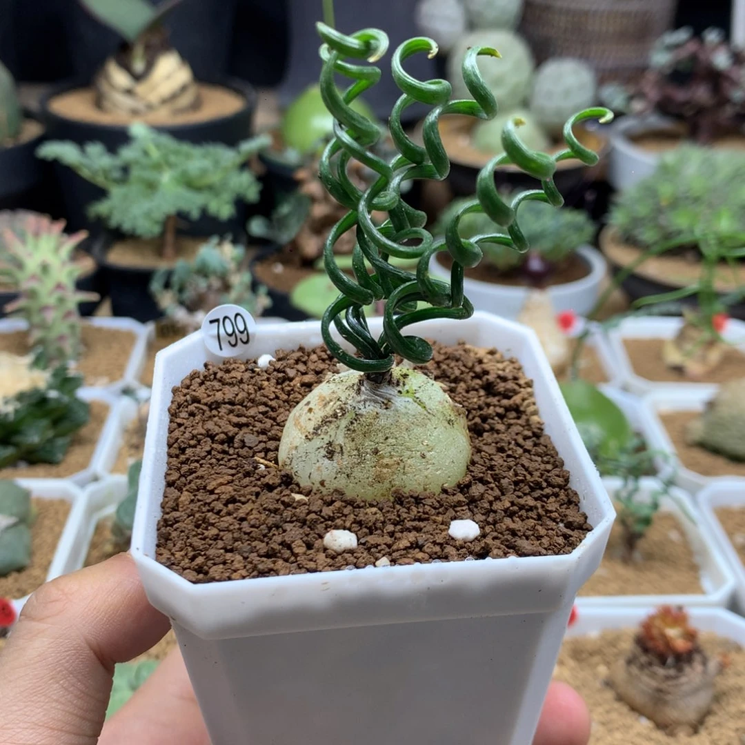 钢丝弹簧草多肉带盆799