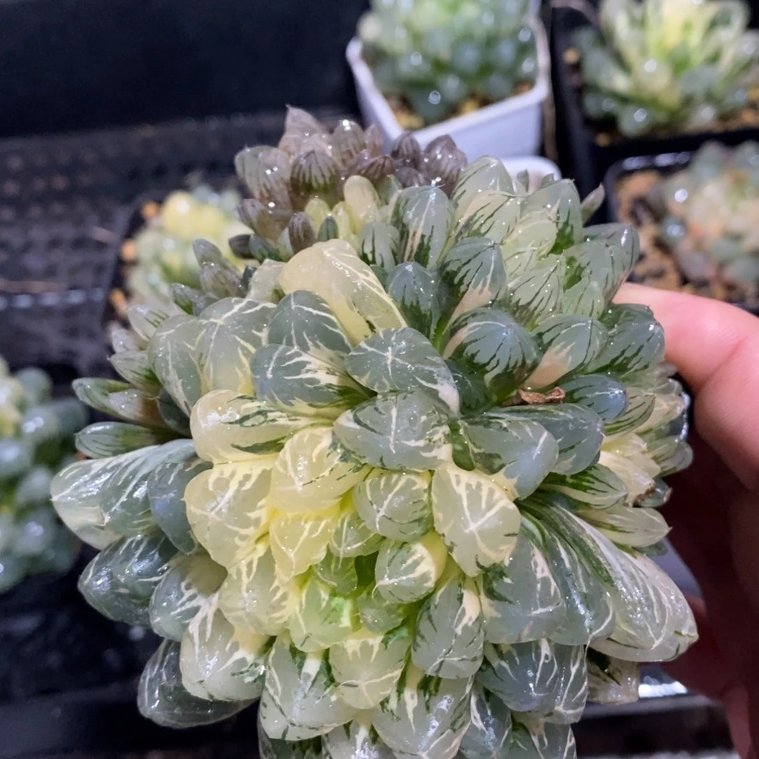 一颗大母本玉露锦 新年福利