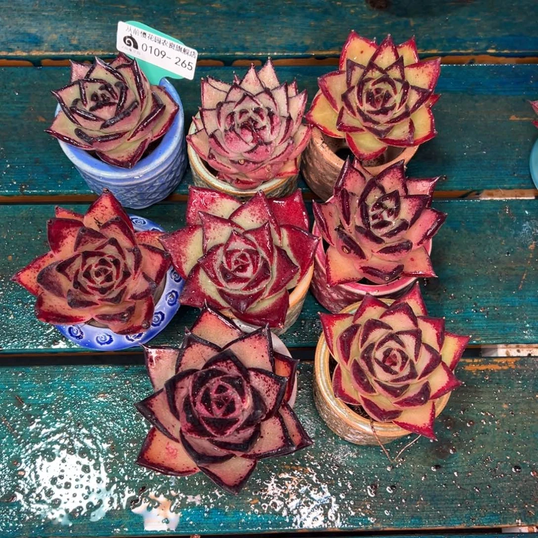 从前慢多肉精选编号0109.265