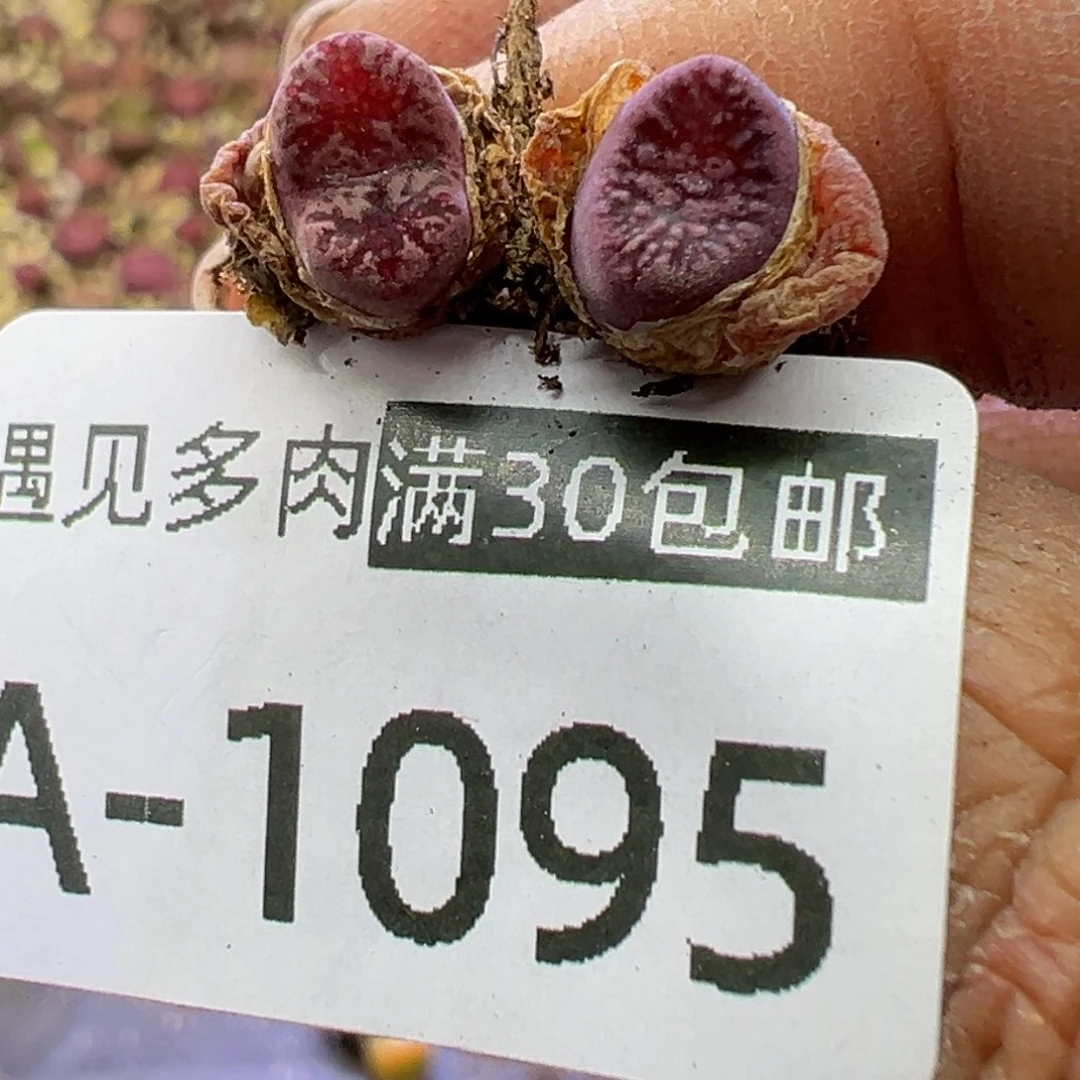 多肉植物11111111111111