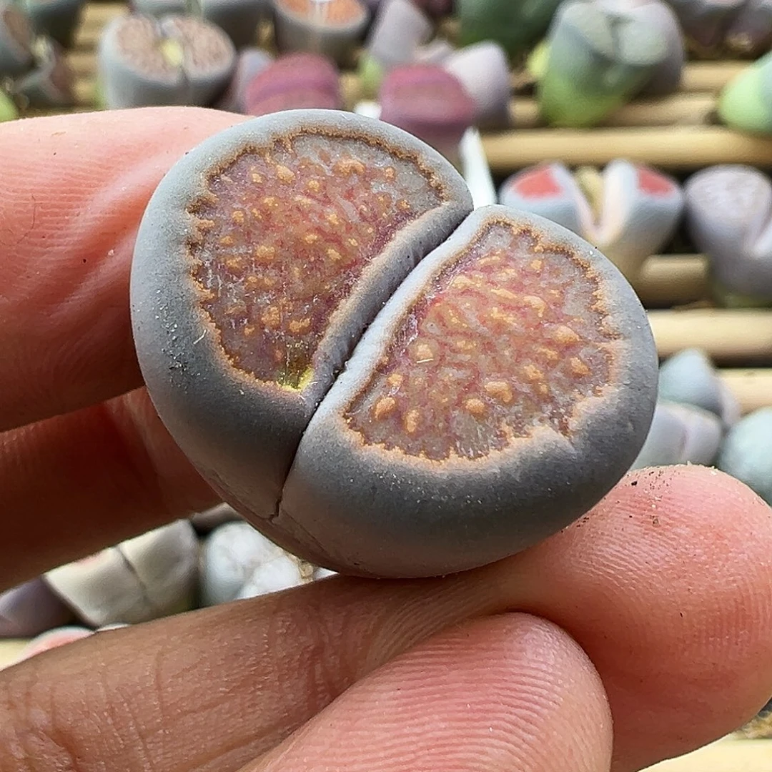 2235炸111分钟即11111