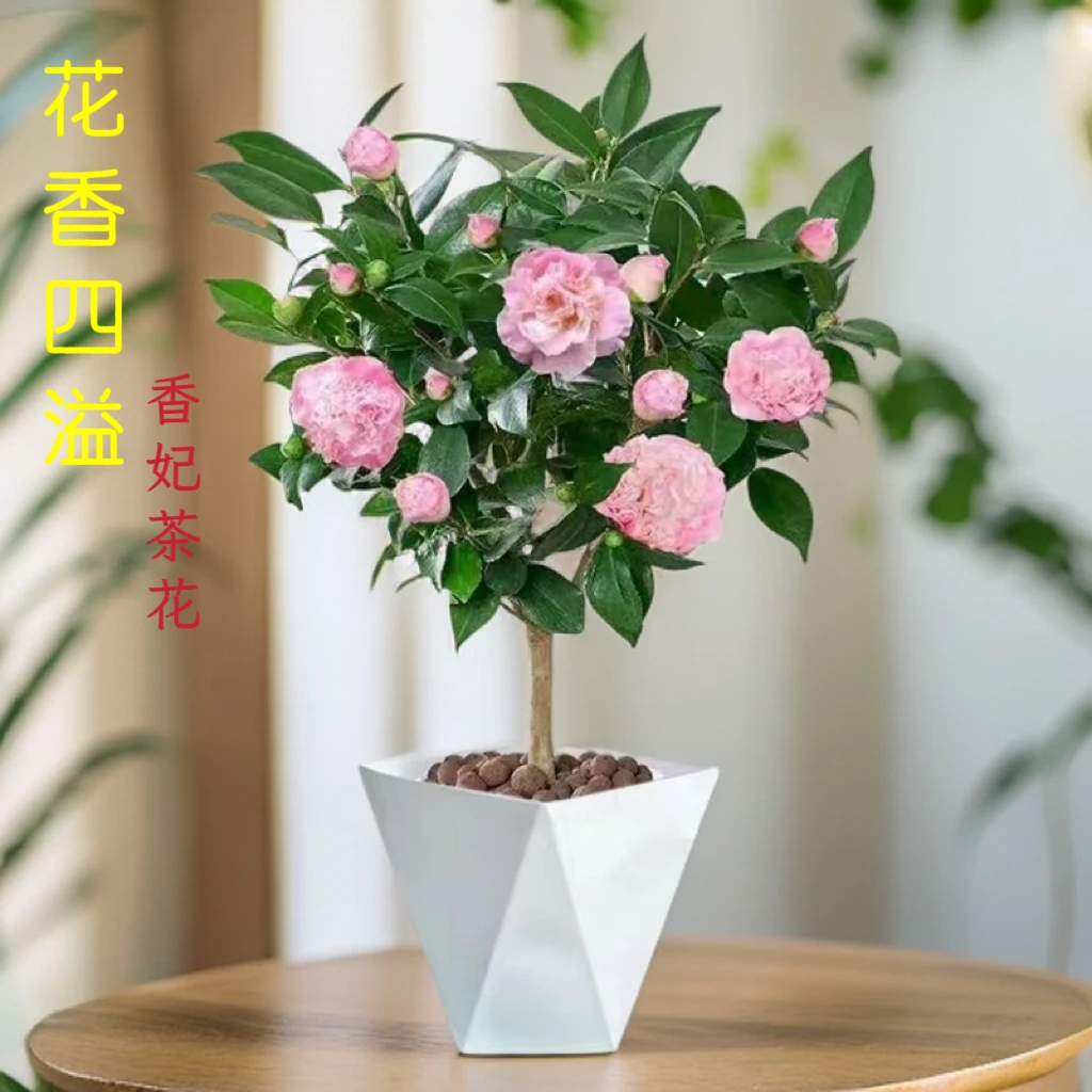 【花苞发货】高度40-50cm浓香型香妃茶花盆栽室内外好养四季常绿