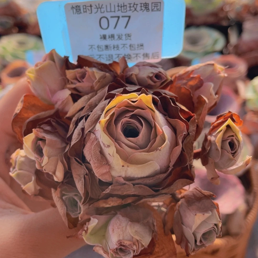 山地玫瑰077断枝不包损不售后