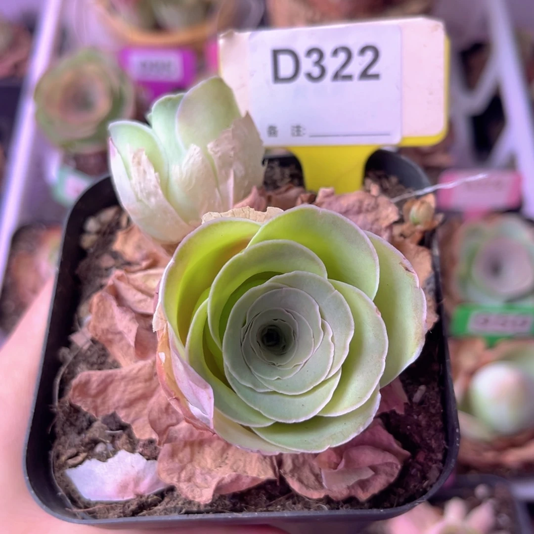 双头玫瑰一物一拍D322 裸根发