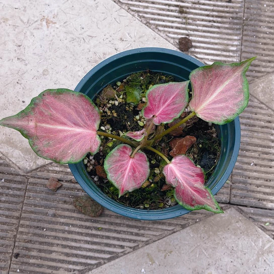 完全开放泰彩一物一拍9246