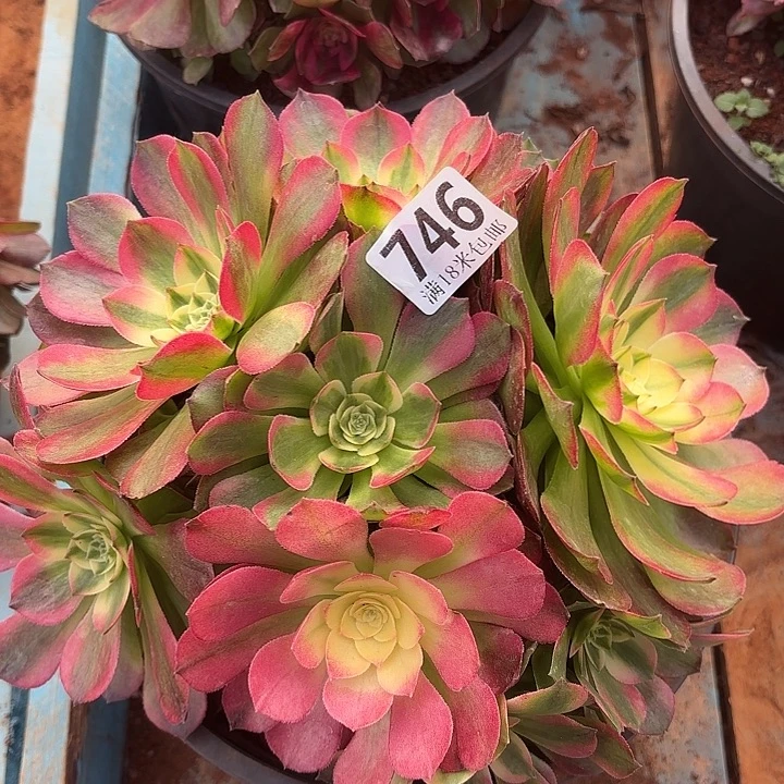 746海仙捧花诺米多肉法师锦不包侧枝断枝