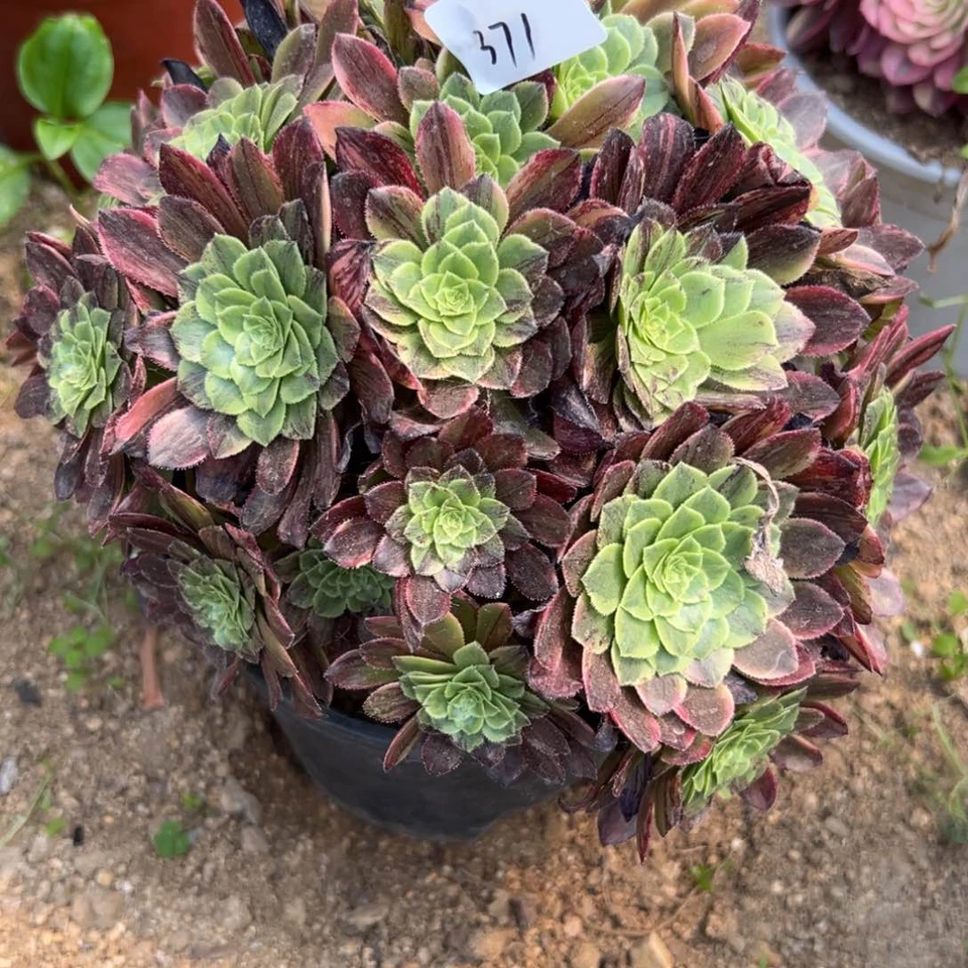 371莫兰迪多肉植物系