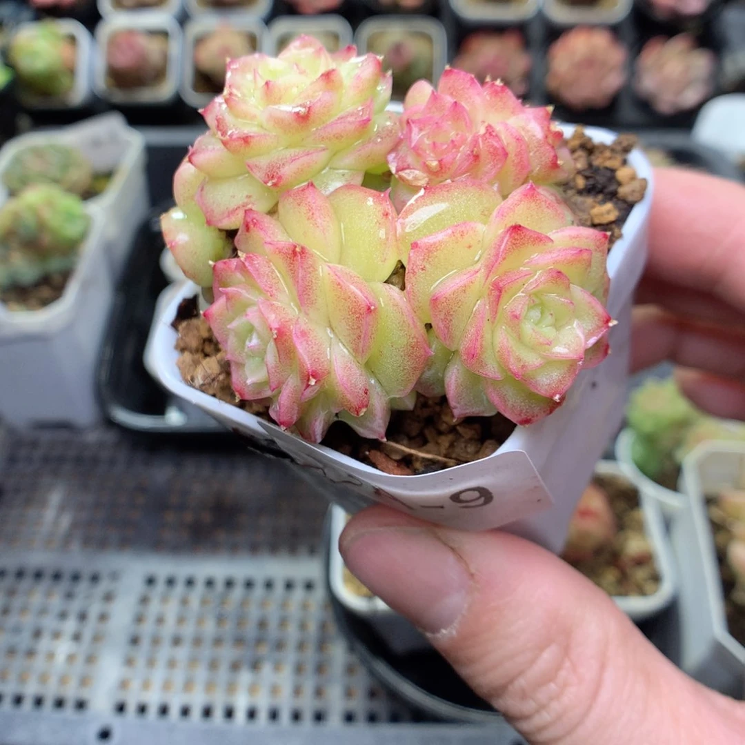 A9y y y y y y y y y