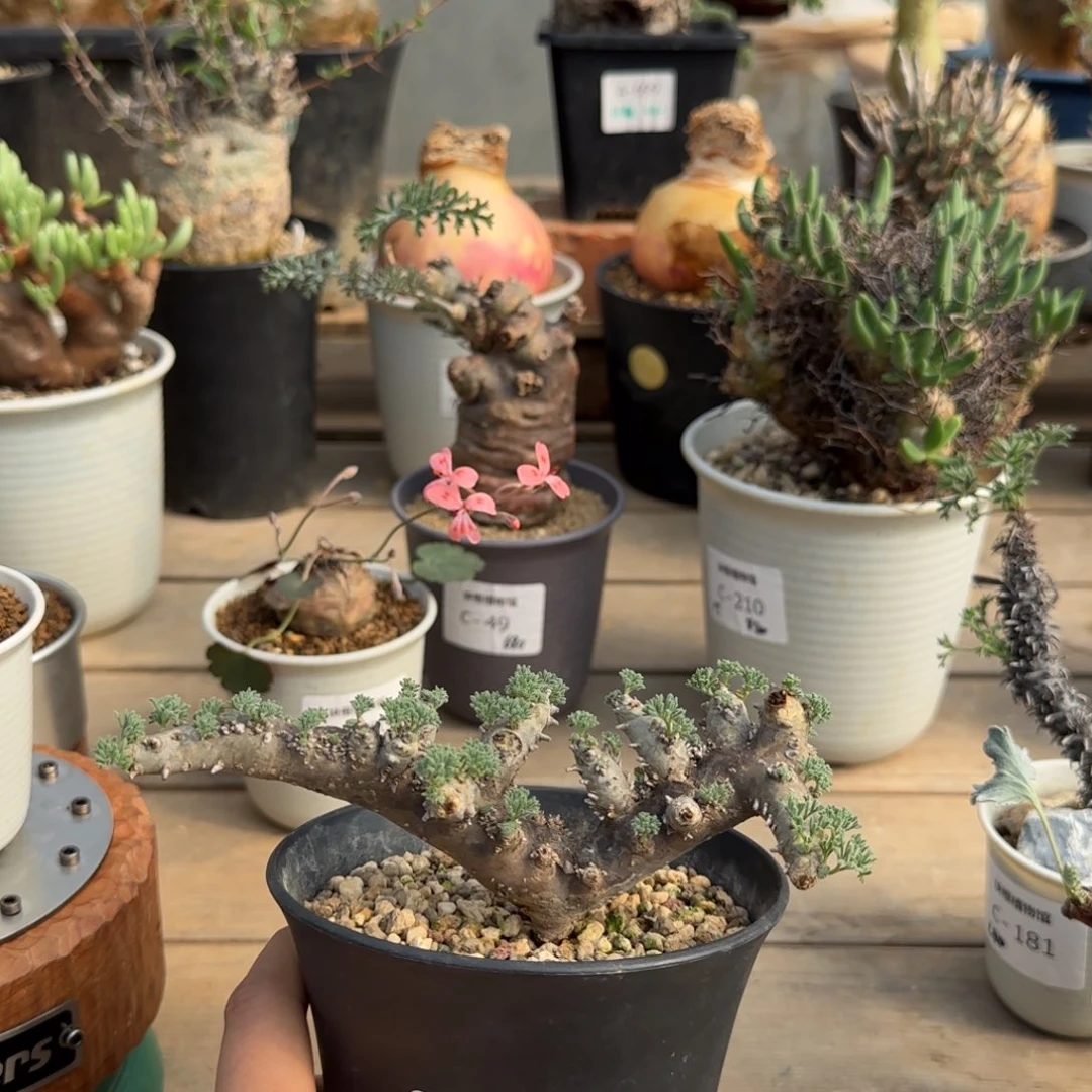 688白花黑皮月界带盆