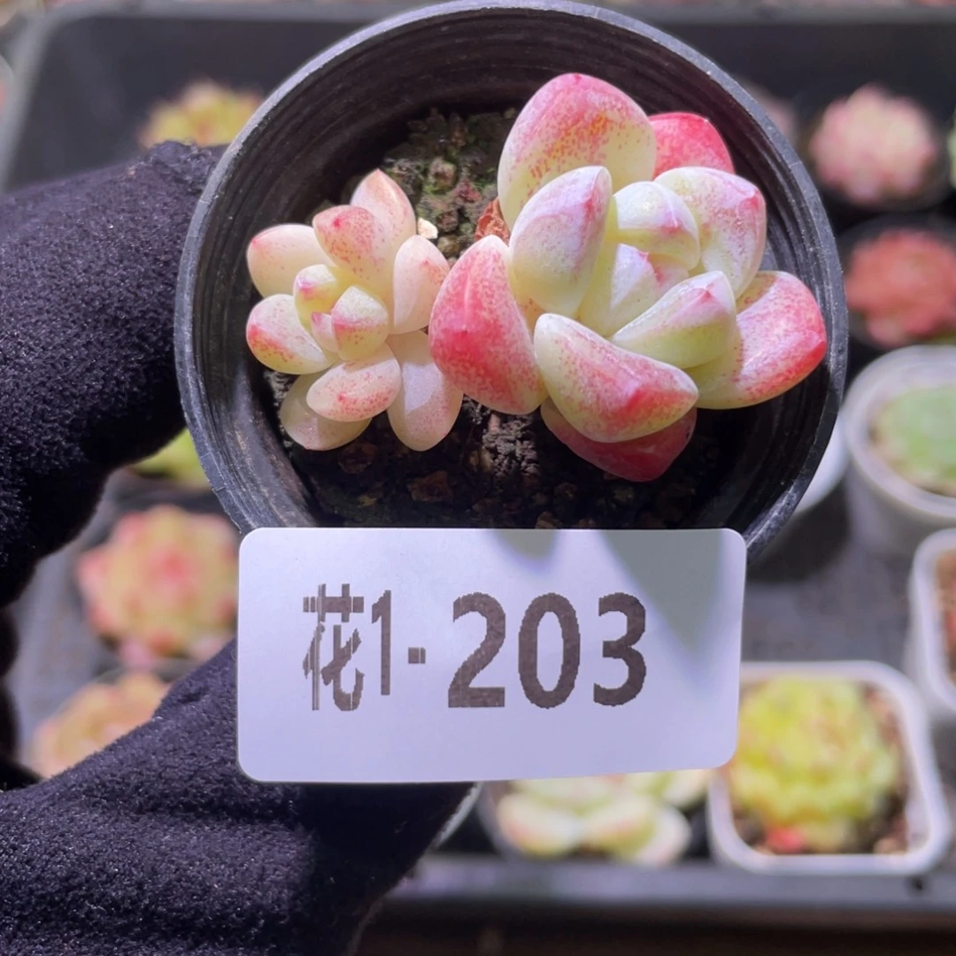 花利美1-206冰玉带仔