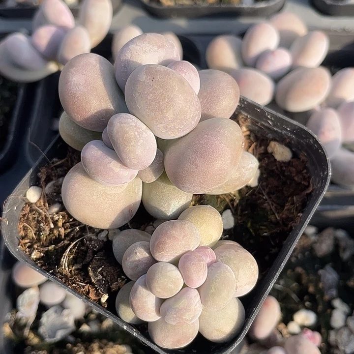 阿***-一物一拍满18包邮