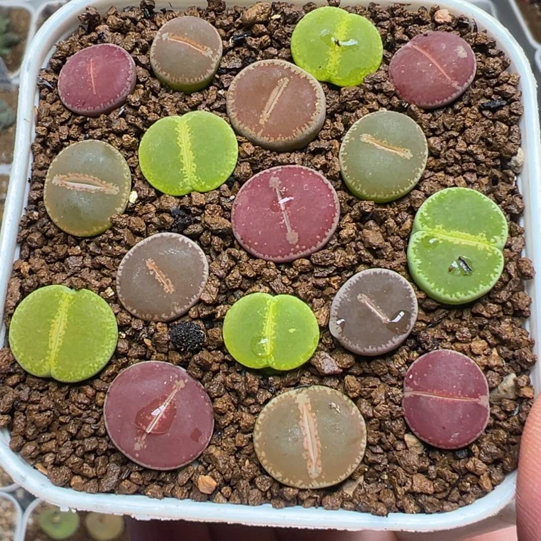 Ko组合多肉植物百科