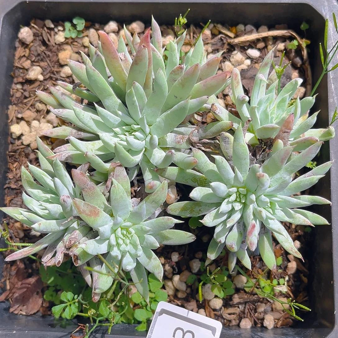 老桩奴婢丽娜老桩3613