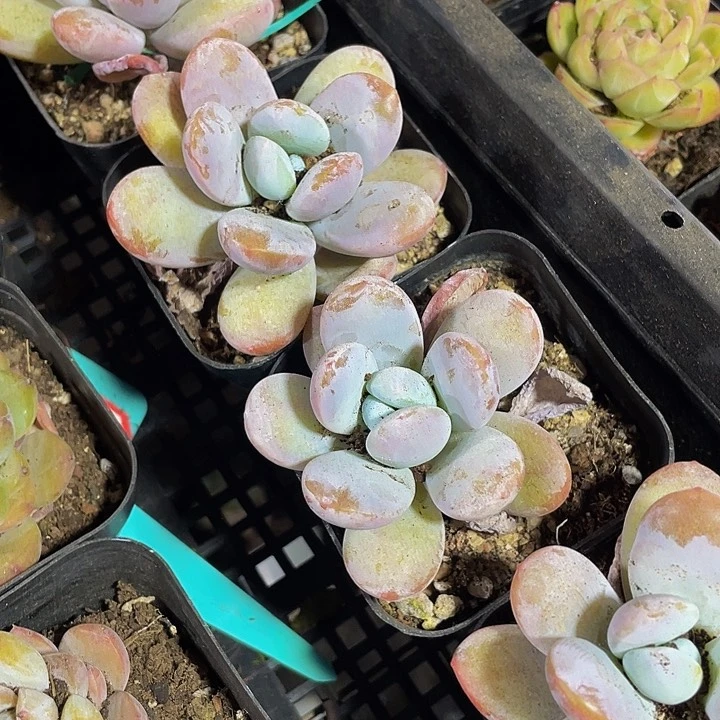 雪美人3.8带盆土