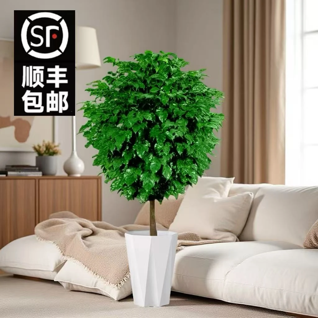 【顺丰包邮】1.1-1.3米棒棒糖单杆幸福树大型室内好养耐活净化空气