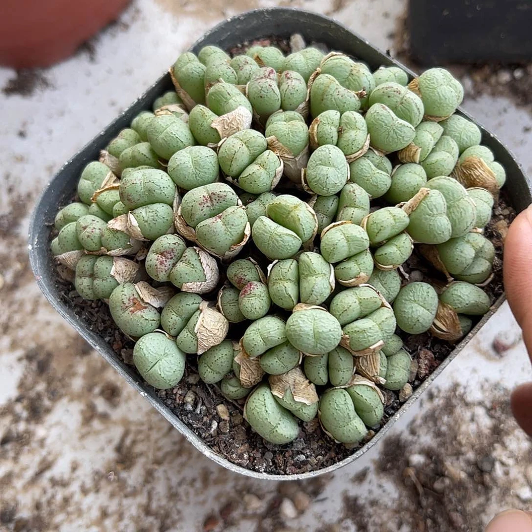 番杏大群一物一拍