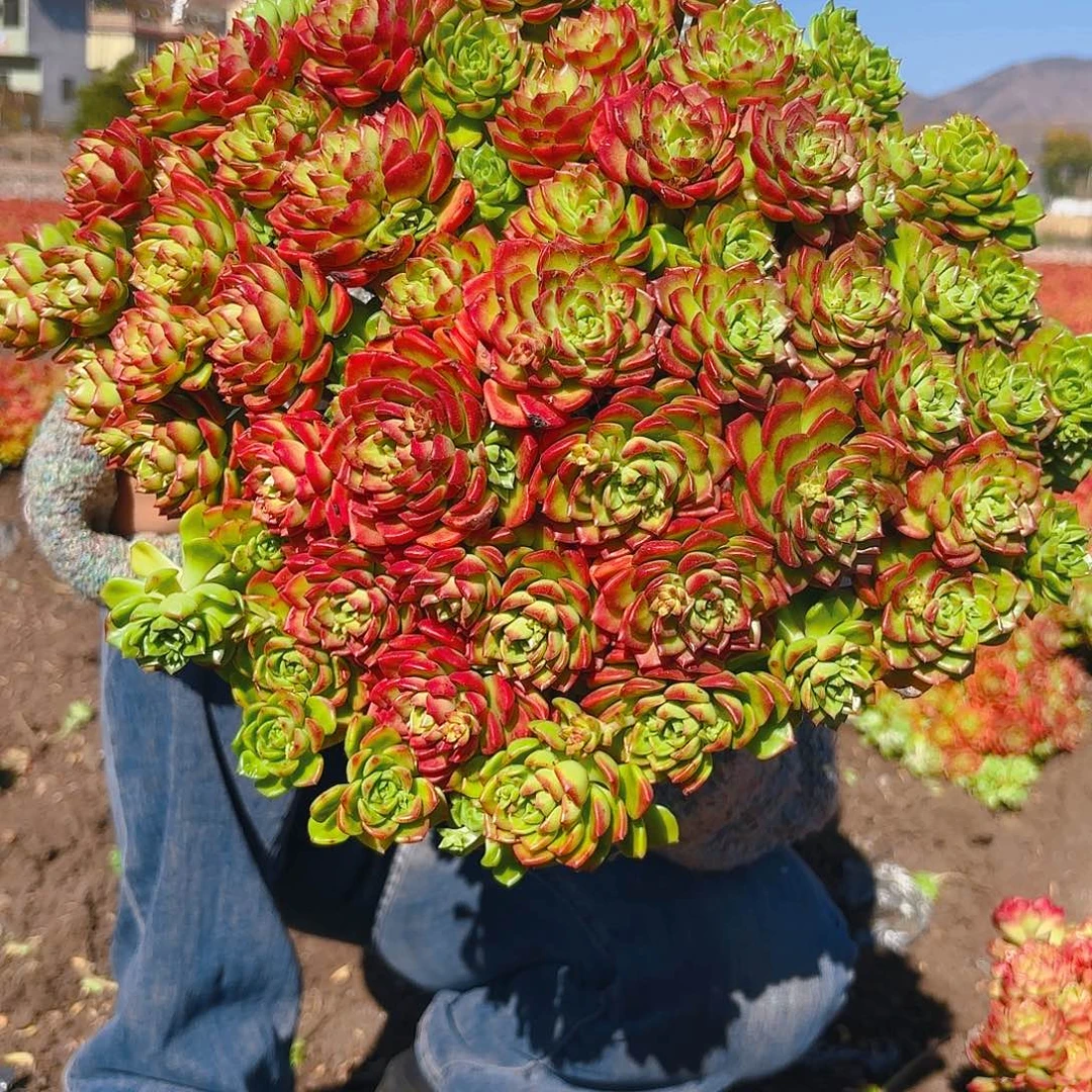 大号迪亚多肉植物