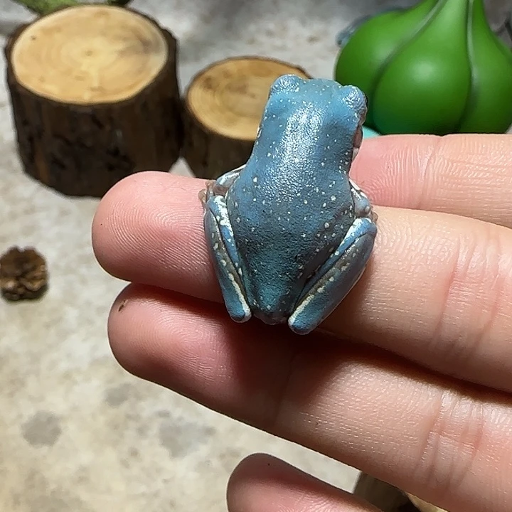 老爷树蛙7 魔鬼蓝微雪特蓝