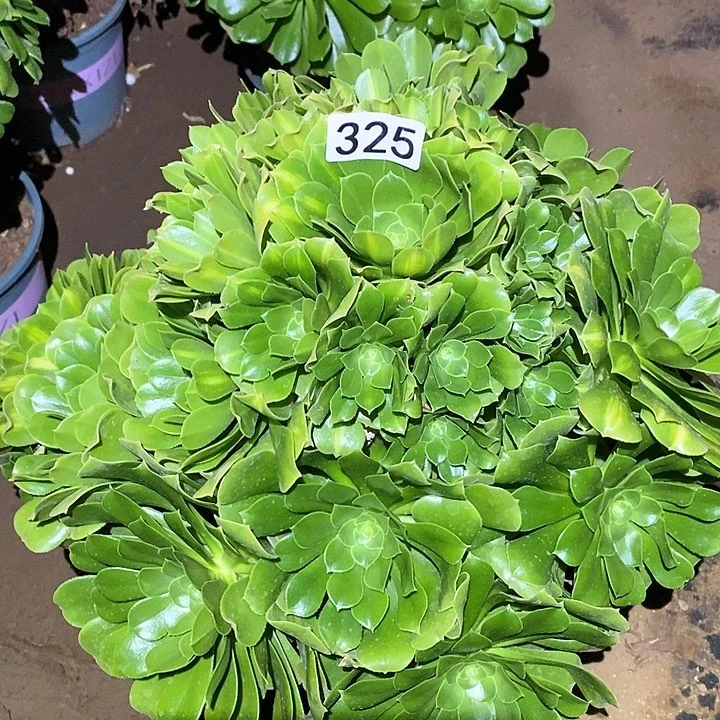 芒*多肉植物法师325绿羊绒