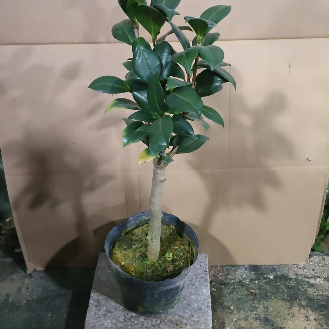 379黄达，原盆原土发货了