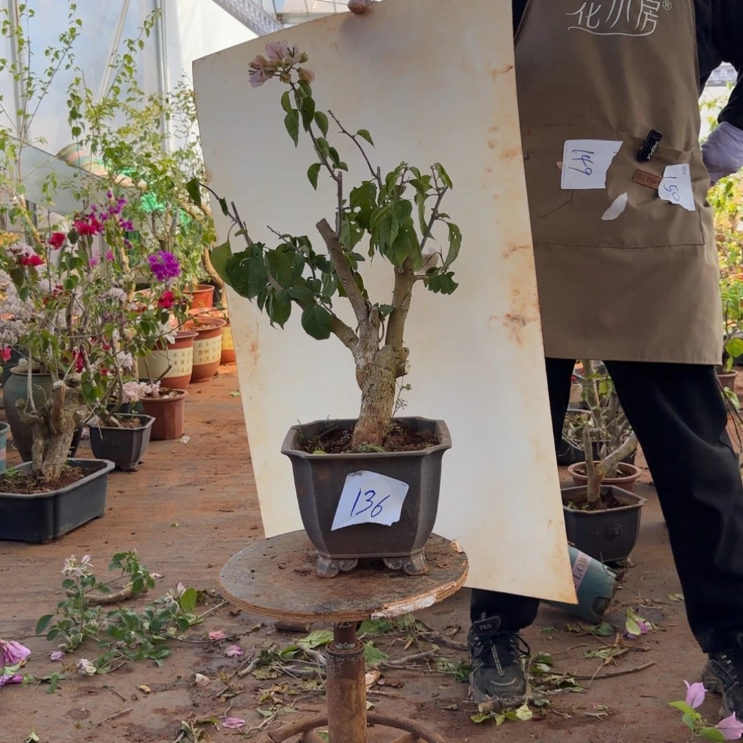 大部分开放少量花苞末代皇帝 136脱